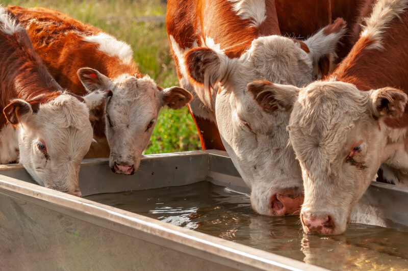 cows drinking water from a drinking rough at summer with nice su
