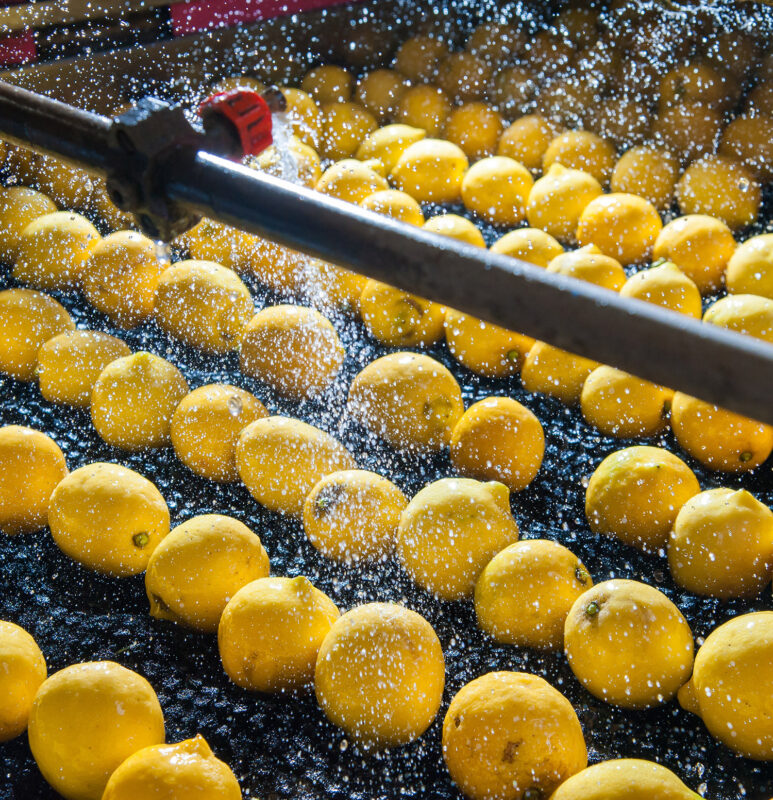 Primofiore lemons of the variety Femminello Siracusano during the washing process of a modern production line