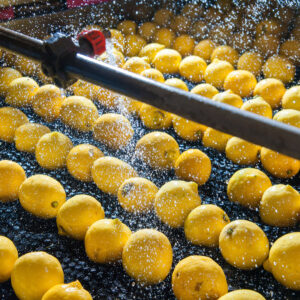 Citrox Biodegradable Food Decontaminant Wash